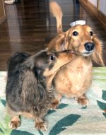 かっきー＆ほたる